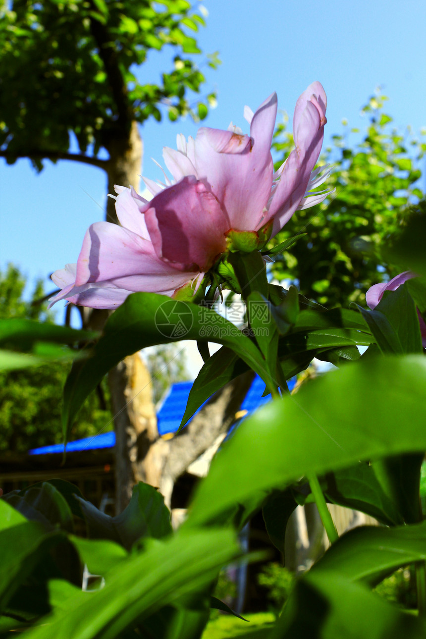 花朵和天空植物叶子紫色红色紫丁香蔬菜植物群淡紫色图片