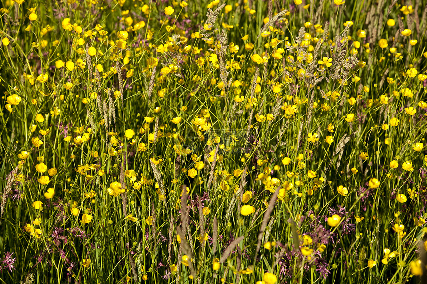 草地背景植物性质荔枝叶子毛茛红色黄色图片