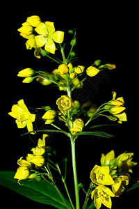 花黄色花瓣植物群森林黑色绿色背景图片