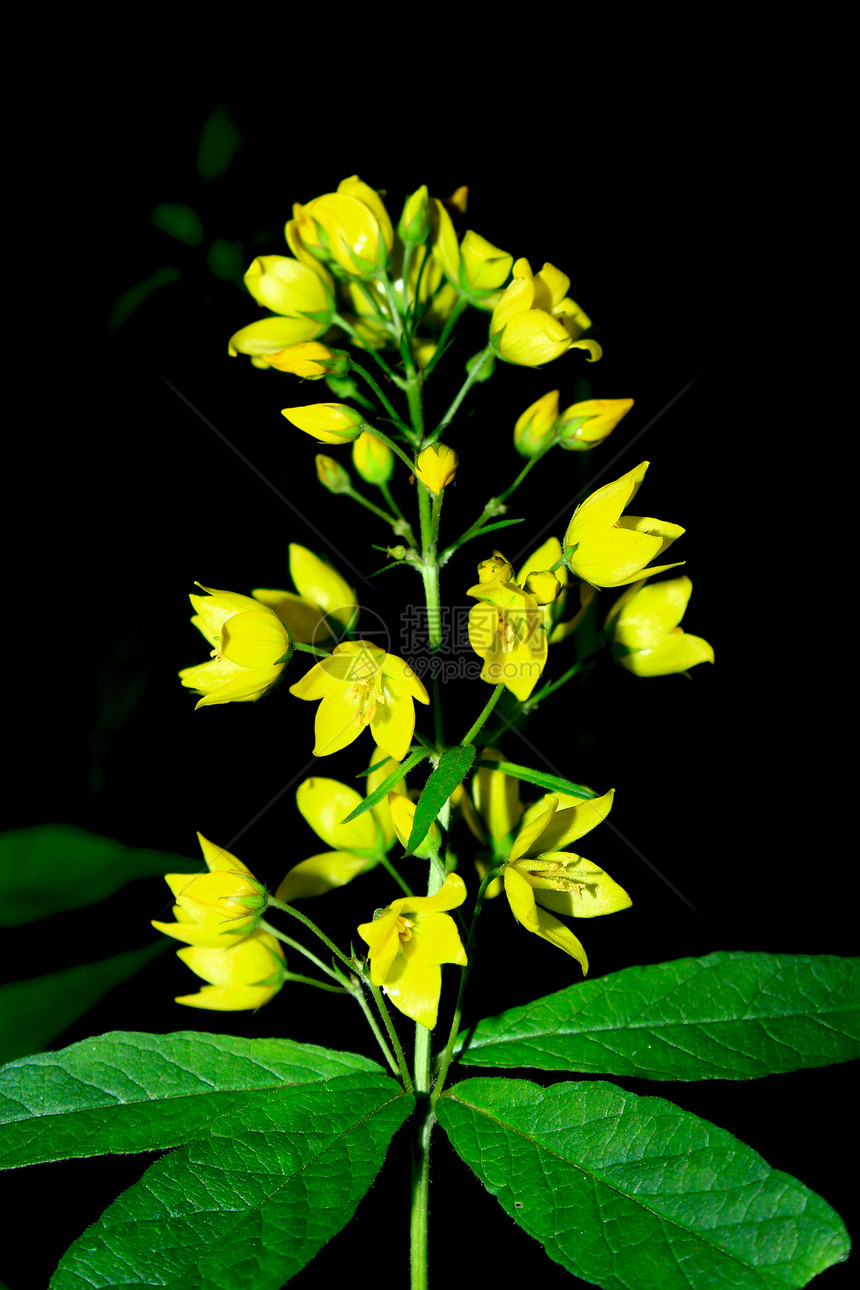 花森林黄色花瓣黑色绿色植物群图片