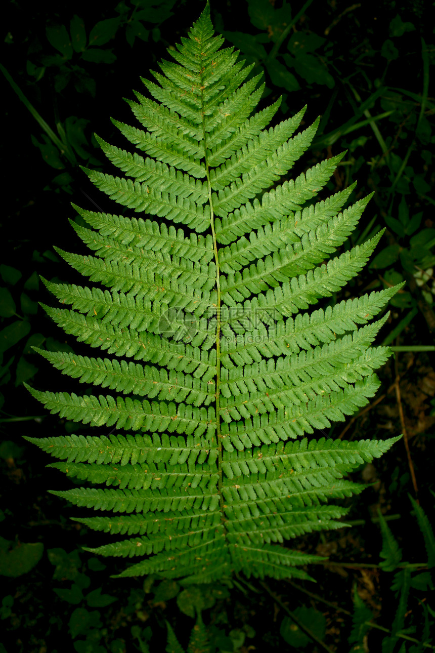 a 叶叶绿色树叶灌木丛蕨类叶子树木植物群图片