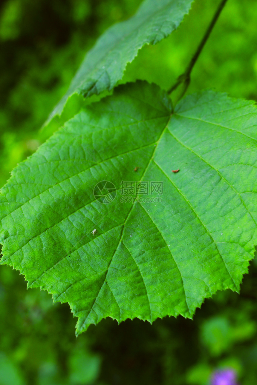 a 叶叶森林叶子花瓣树叶植物群绿色图片