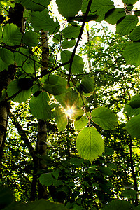 太阳枝条植物群黄色日落森林射线树叶绿色背景图片