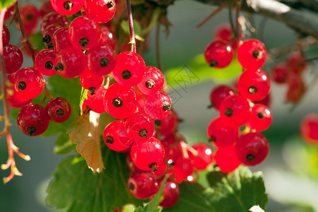 红色弯曲水果食物季节叶子收成衬套花园醋栗日落甜点背景图片