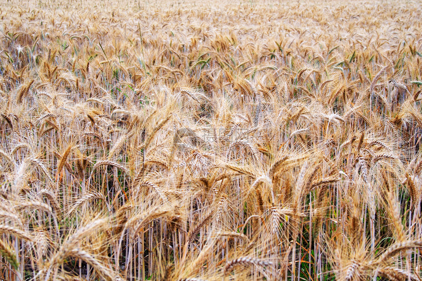 种植黑麦的可耕地图片