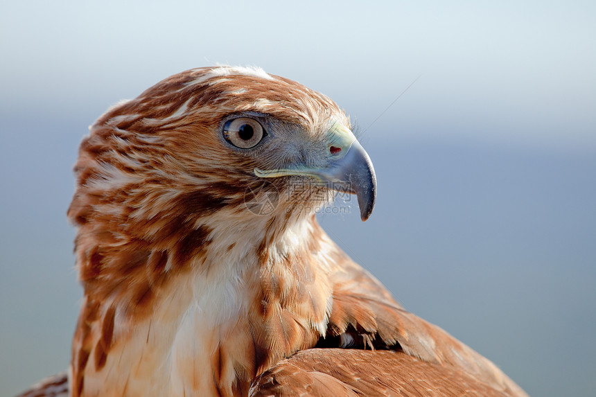 红色尾巴鹰打猎捕食者眼睛猎人荒野羽毛航班鸟类野生动物猎物图片