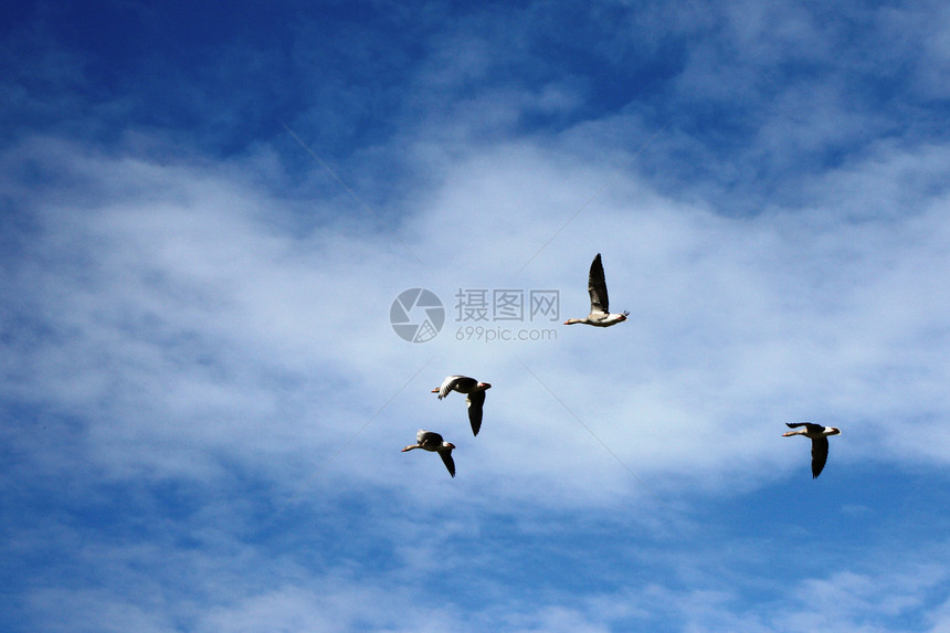 天空中的鸟儿飞行航班蓝色图片