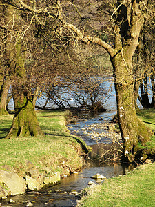 直线树形溪流背景图片