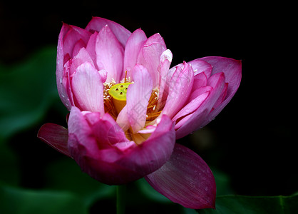 植物 莲花水生植物花园热带生长池塘美丽餐厅环境红色背景图片