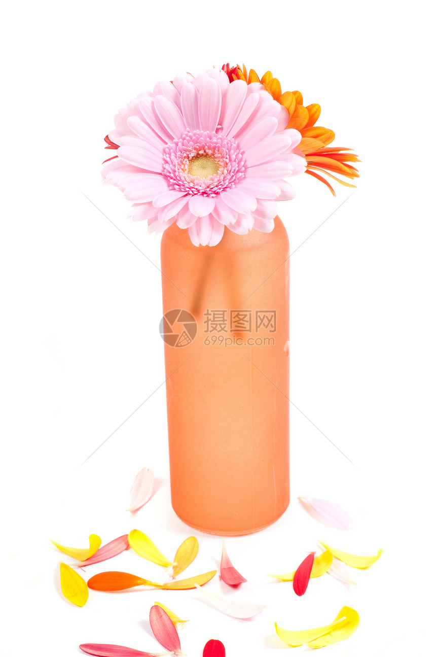 格尔贝拉斯粉色黄色花朵红色树叶花瓣花瓶叶子脆弱性绿色图片
