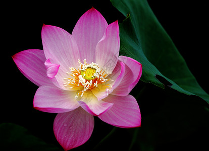 植物 莲花水生植物美丽花园池塘餐厅环境红色热带生长背景图片