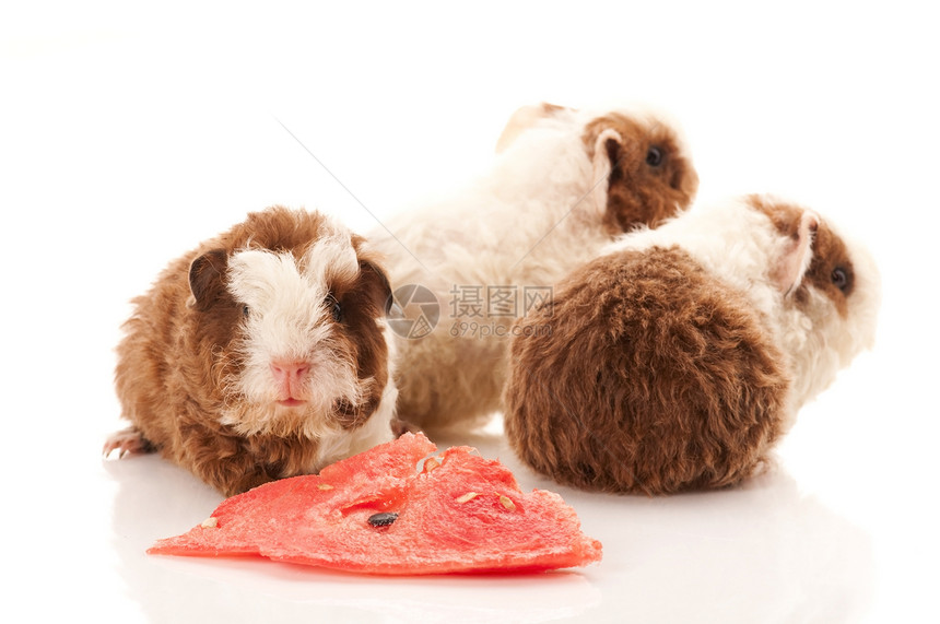 婴儿实验性小猪毛皮胡须宏观白色宠物反射鼻子头发新生食物图片