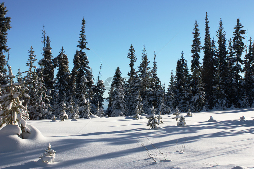 树木在冬季积雪中穿刺图片
