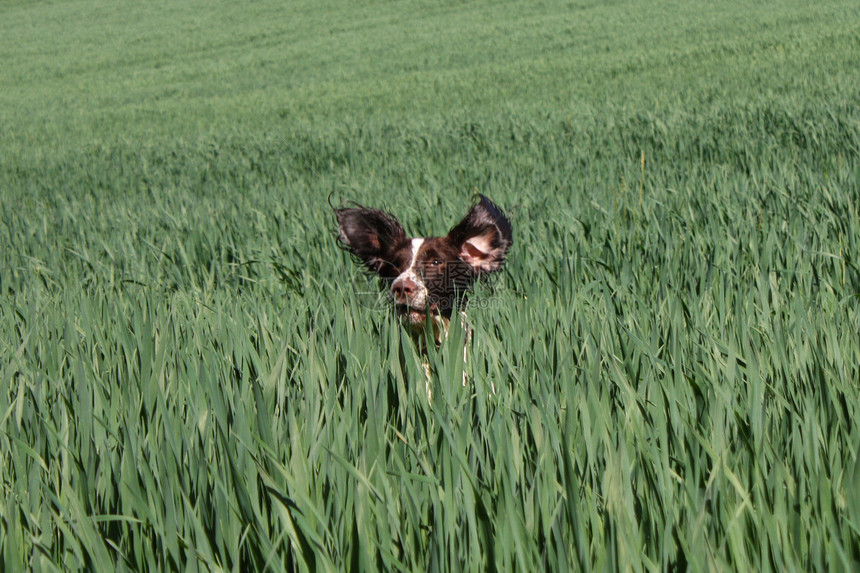 种植的英语斯普林格 Spaniel耳朵场地小狗小狗狗猎犬乐趣图片