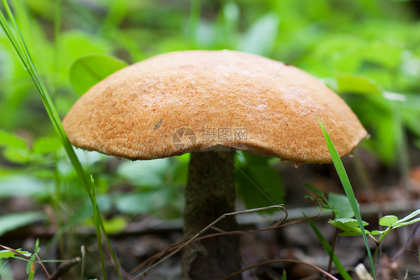 蘑菇生长身体木耳食物植物群叶子打猎采摘植物菌类图片