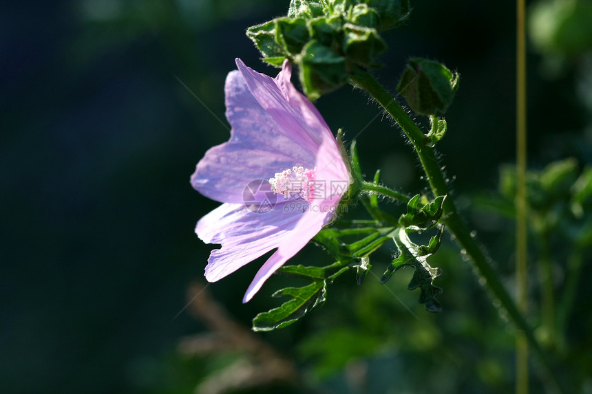 鲜花花树叶木槿季节紫色花瓣蓝色植物学植物花粉荒野图片