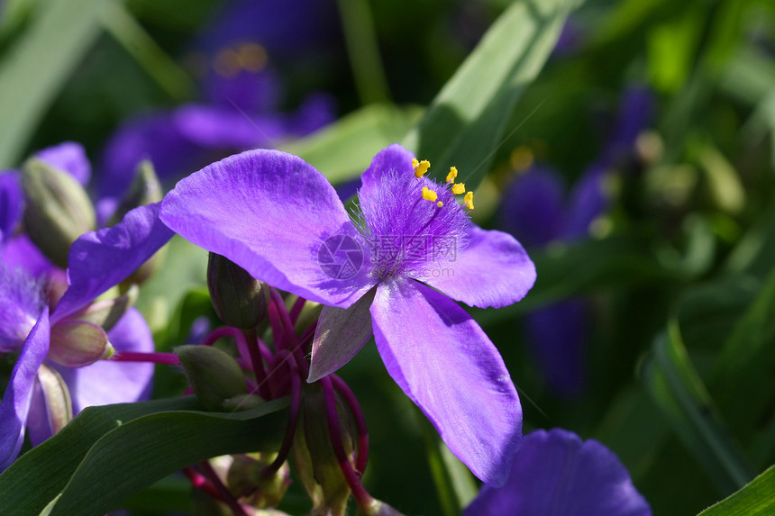蜘蛛花三角形叶子宏观植物群森林紫色公园炽星夹克花园图片
