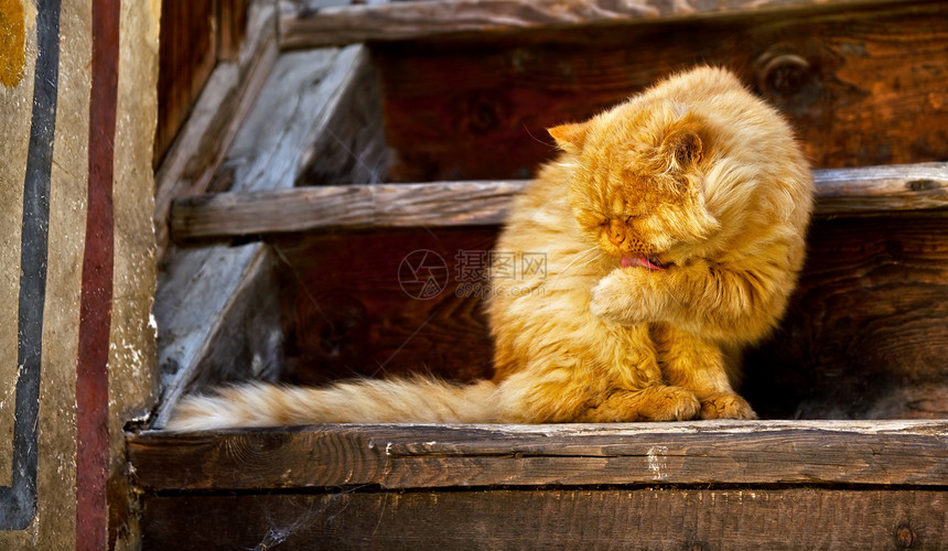 大老橙色大猫宠物猫科毛皮楼梯头发晶须棕色橙子爪子哺乳动物图片