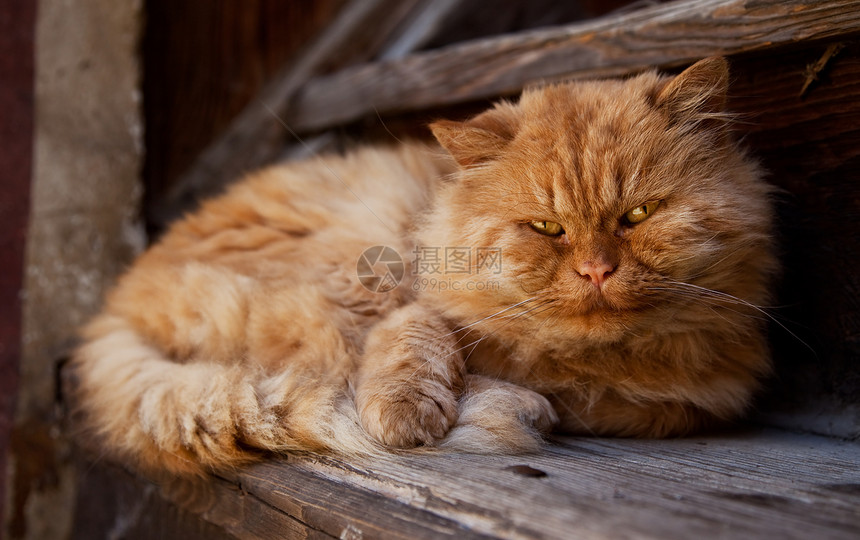 大老橙色大猫宠物橙子毛皮捕食者猫科动物动物群说谎哺乳动物图片