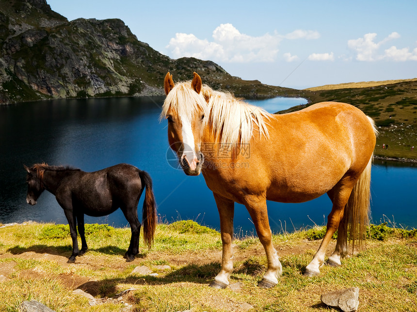 山上年轻的马匹哺乳动物婴儿场景棕色图片