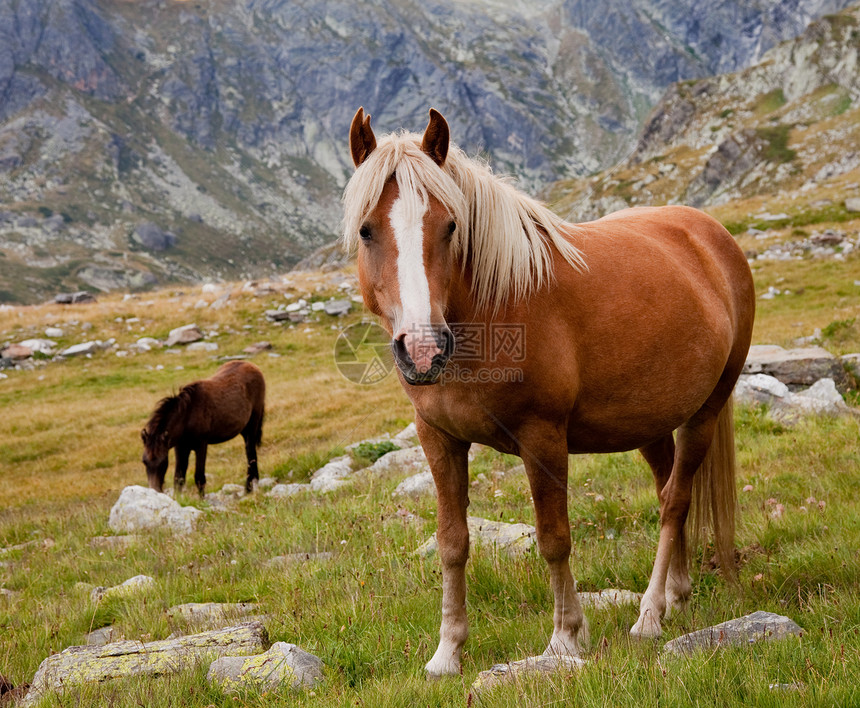 山上的马场地绿色荒野母亲娱乐乡村棕色自由山脉哺乳动物图片