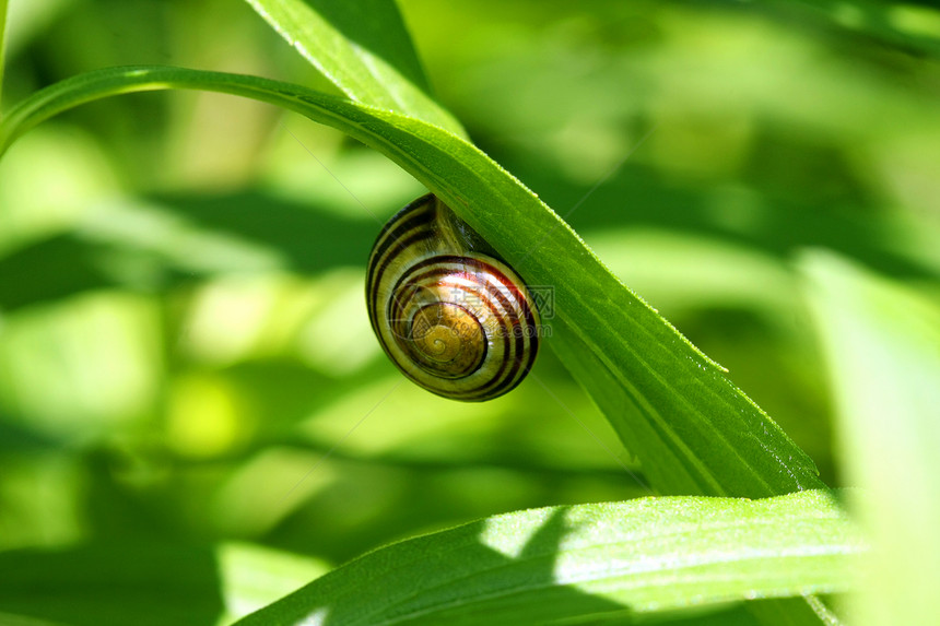 园圃昆虫速度害虫食物漏洞旅行荒野螺旋蜗牛动物图片