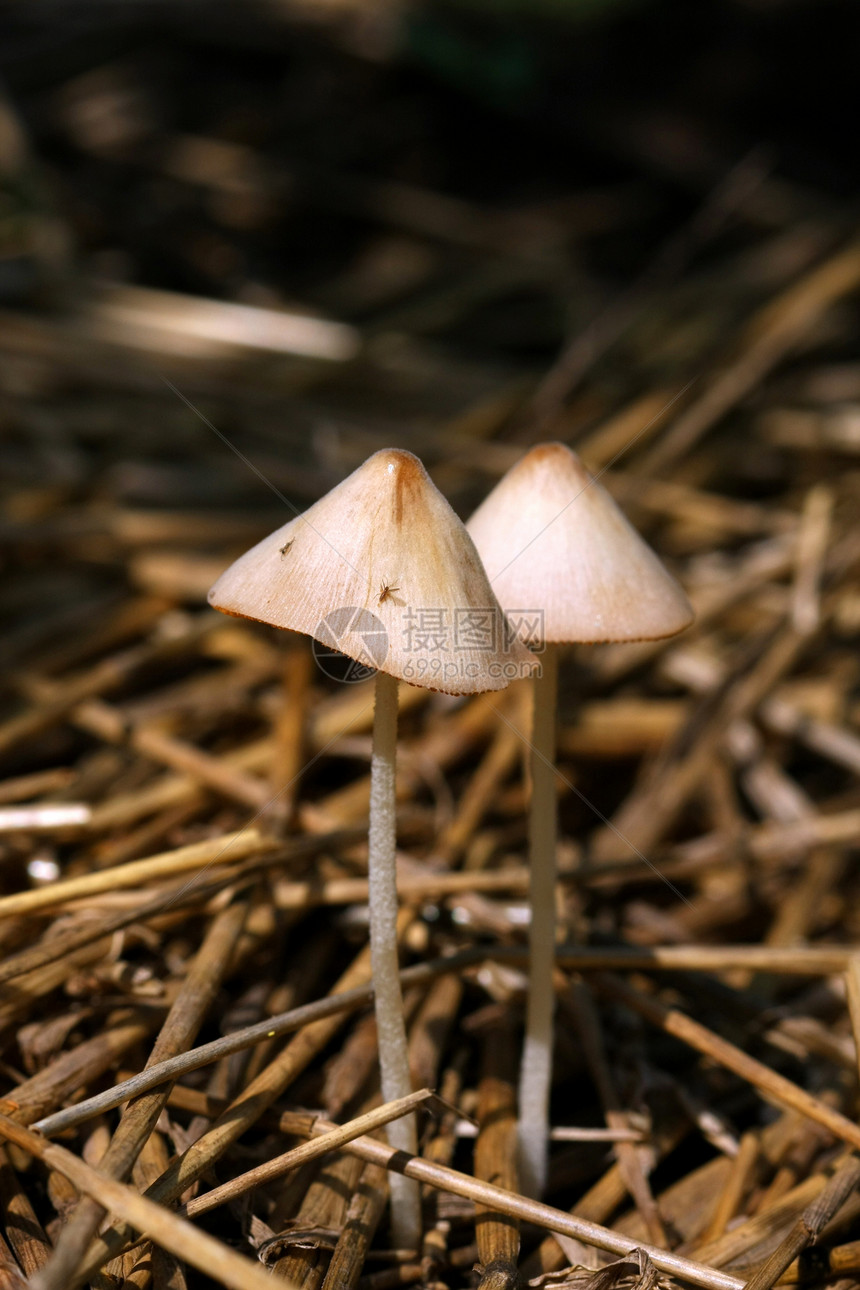 蘑菇植物橙子木头帽子橙色森林菌类苔藓毒菌蔬菜图片