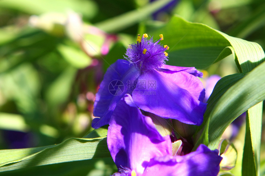 蜘蛛花蜱虫紫色叶子宏观公园蓝色花瓣白色植物群森林图片