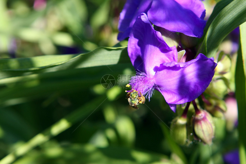 蜘蛛花白色三角形花园蓝色紫色森林绿色宏观阴影夹克图片