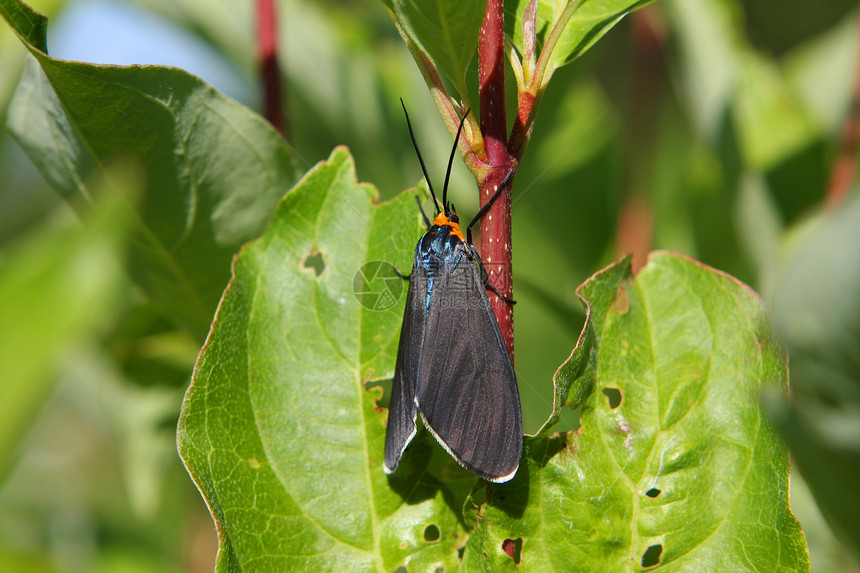 黄领Scape Moth花瓣飞行热带鳞翅目动物人面生物叶子触角荒野图片