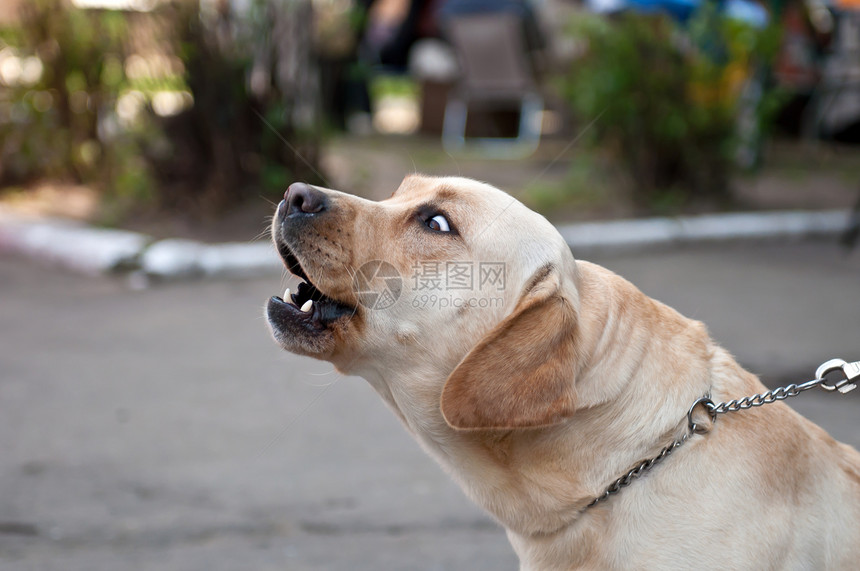 寻回狗狗鼻子毛皮伴侣犬类血统动物展示头发朋友眼睛图片