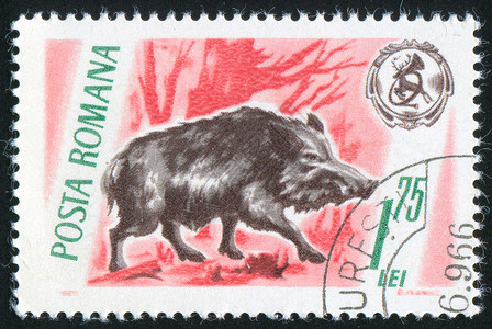 腊年猪腿野猪眼睛头发野生动物古董公猪邮件危险海豹毛皮明信片背景