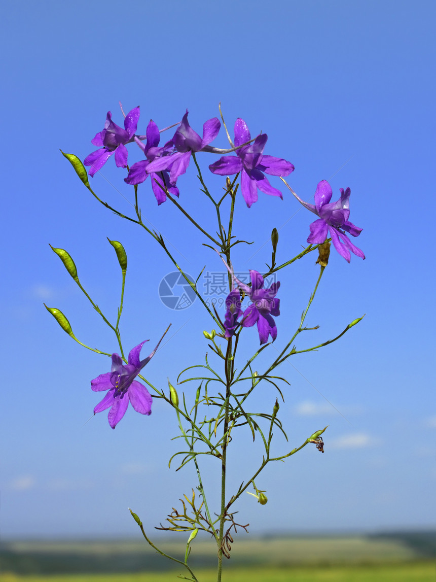 美丽的紫紫花花阳光季节植物野花荒野天空蓝色花瓣紫色公园图片