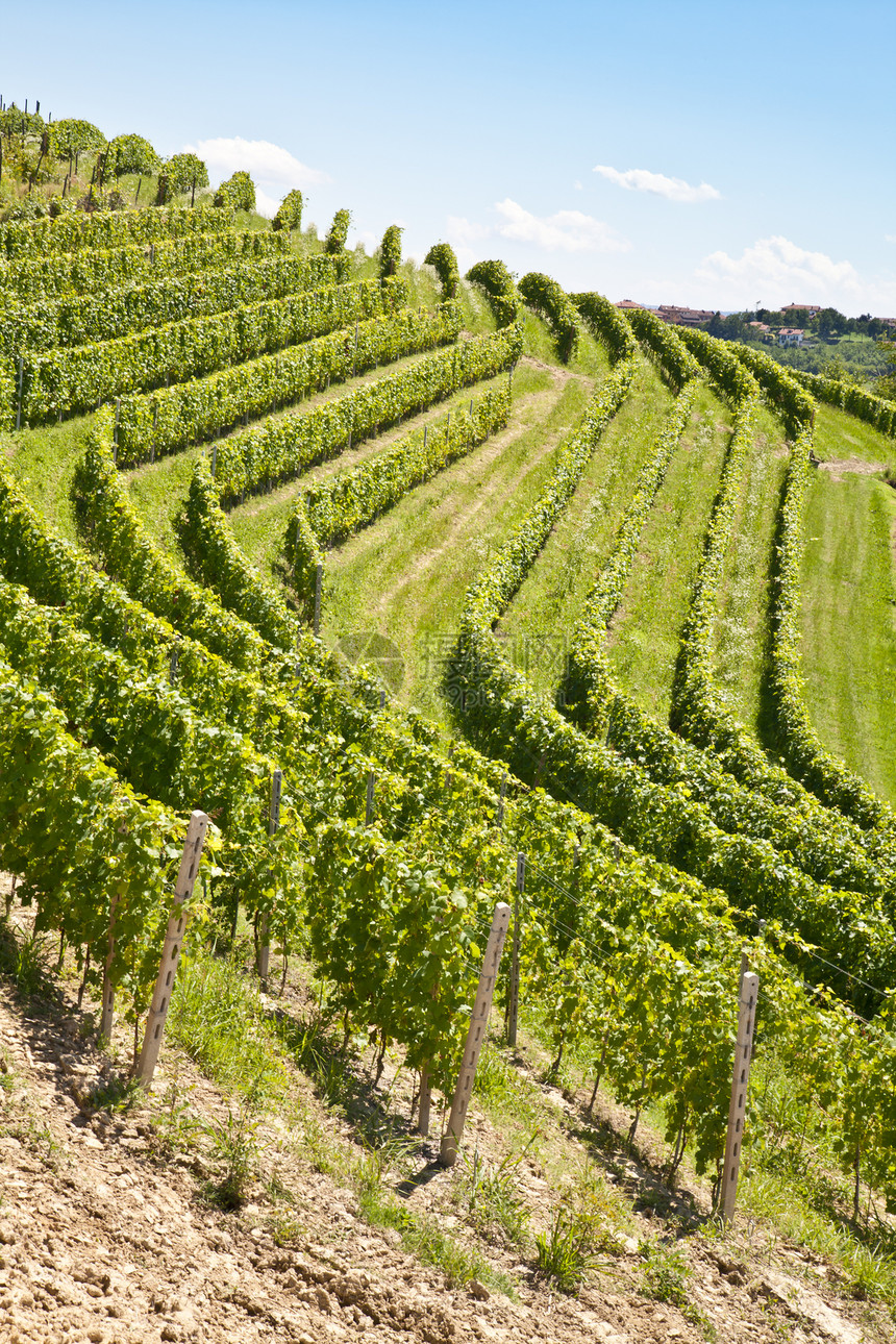 意大利的葡萄园葡萄农业水果农场季节栽培房子农田植被藤蔓图片