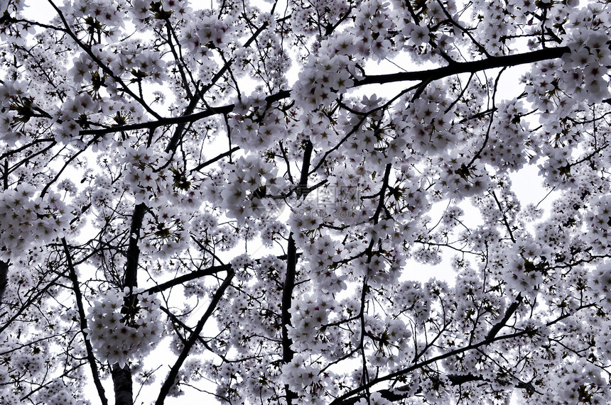 樱花树叶文化花瓣中心美丽海报植物明信片墙纸枝条图片