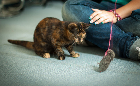 Katzen 国小猫色点黑色虎斑背景图片