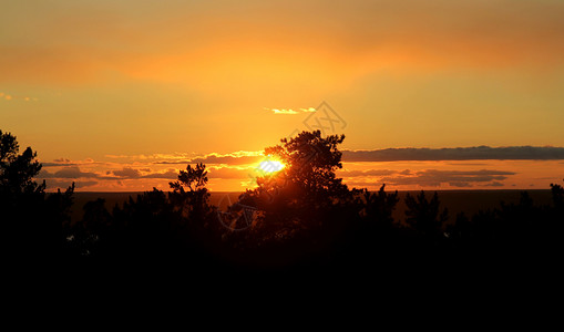 美美哒字体设计日落植物群金子松树天气空间感太阳树木射线叶子美美哒背景