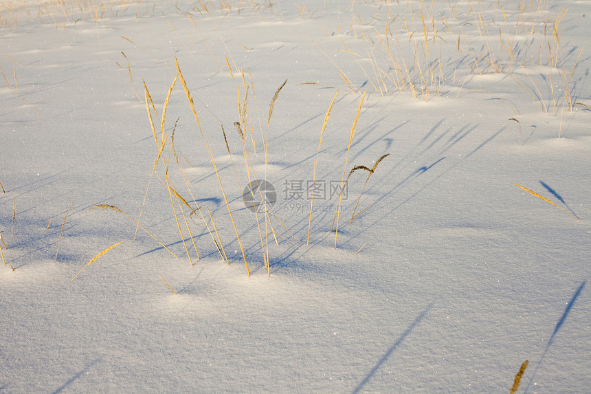 白雪上的干草影图片