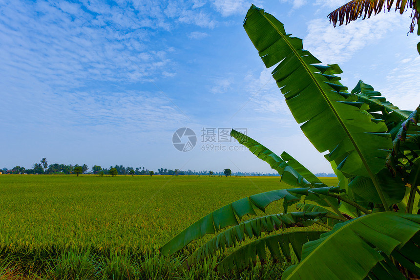 帕迪田地蓝色农村栽培稻田生长风景香蕉树叶粮食农民图片