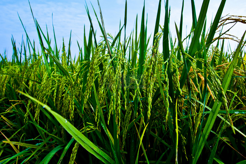 帕迪田地粮食农民生长栽培谷物培育主食种植园农田稻田图片