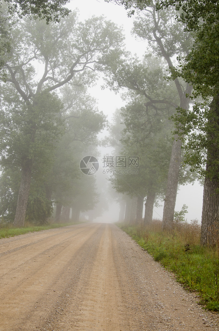 带树和薄雾的砂砾路图片