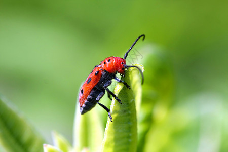 乳草甲虫自然宏观高清图片