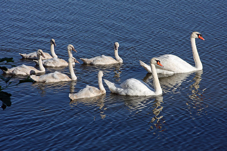 天鹅座Swans 与赛格网静音背景