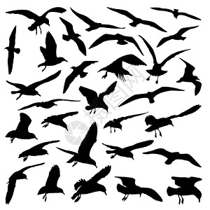 俯冲鸟类航班羽毛尾巴翅膀移民漂浮迁移海鸥团体剪影设计图片