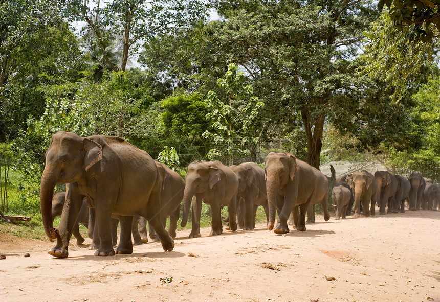 大象剂车道团体父母气候太阳孤儿院家庭动物热带阳光图片