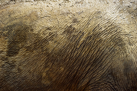 大象皮肤太阳皱纹荒野线条隐藏动物园阳光阴影裂缝宏观背景图片