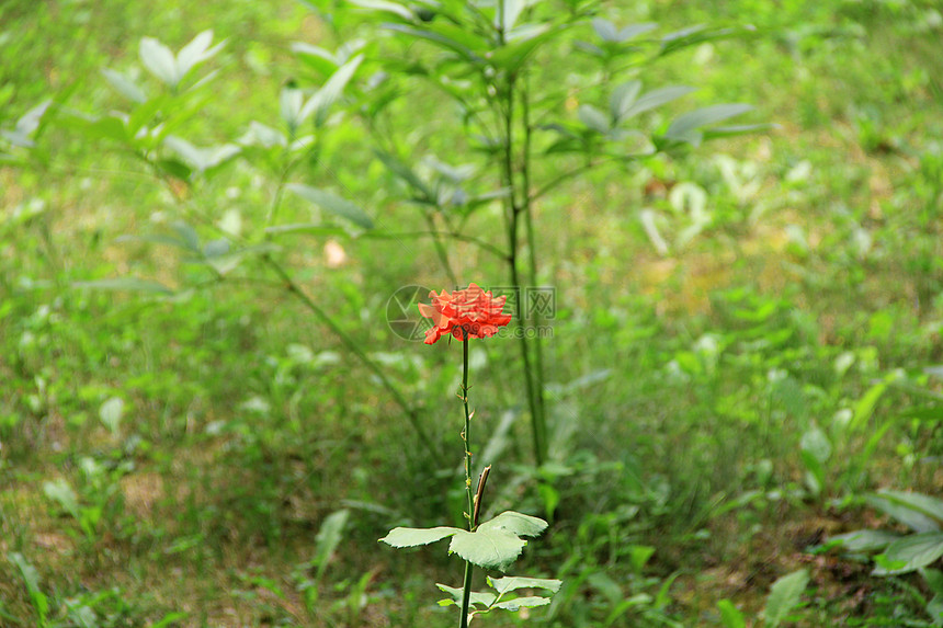 红玫瑰植物群绿色外邦人红色植物花瓣宏观草本植物图片