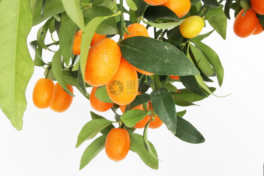 kumquat 树枝分支图片