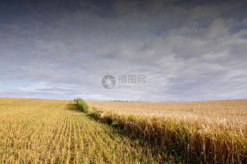 小麦和黑麦的农业领域图片