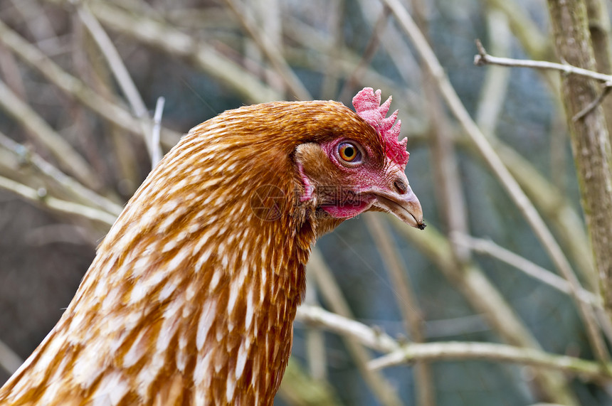 鸡食物梳子红色倾斜农场波峰动物农田图片